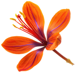 saffron flower isolated